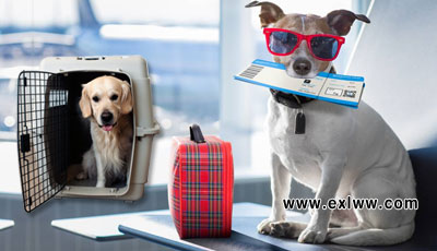 Pets Import Export Company in Punjab DHL UPS Fedex Aramex TNT International Courier Parcel Service in India